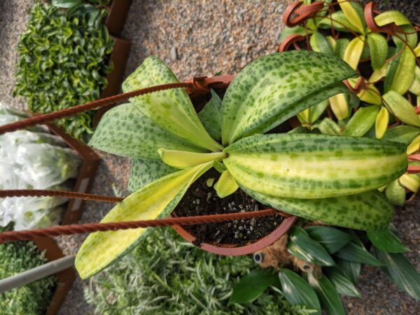 thick variegated leaves