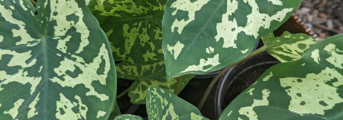 thin leaves with dark spots