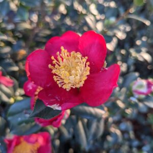 red blooms with yellow centers