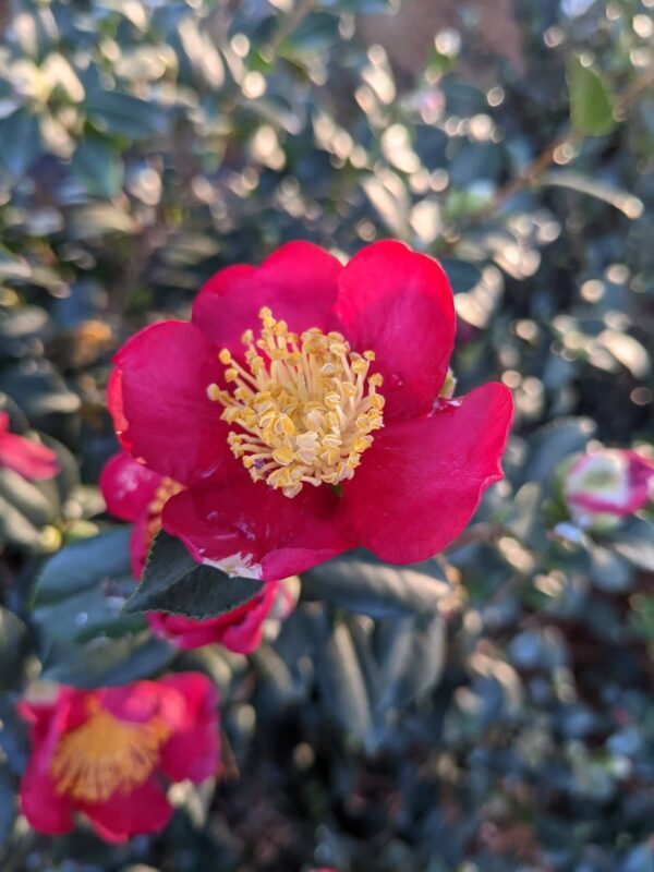 red blooms with yellow centers