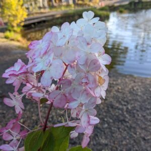 white and light pink blooms