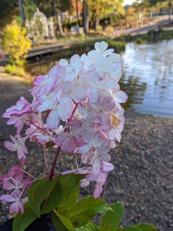 white and light pink blooms