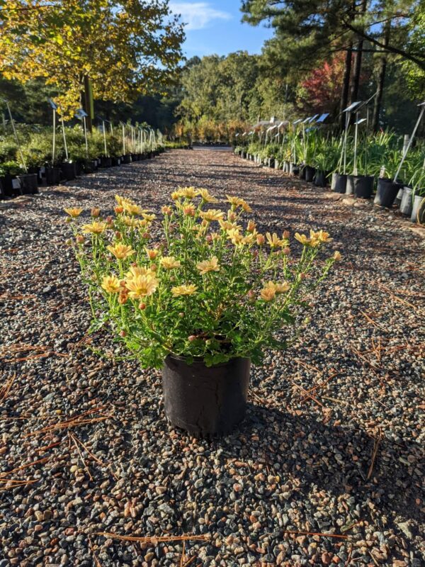 yellow blooms