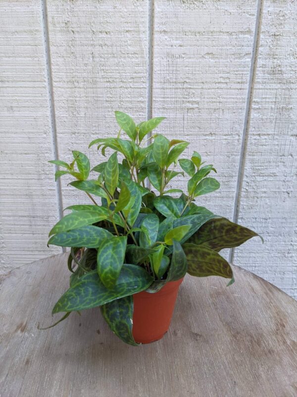 green succulent leaves with dark lightning blot variegation