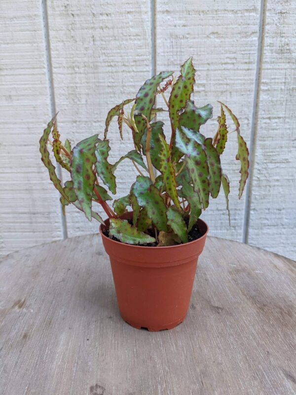 shiny green leaves with red dots