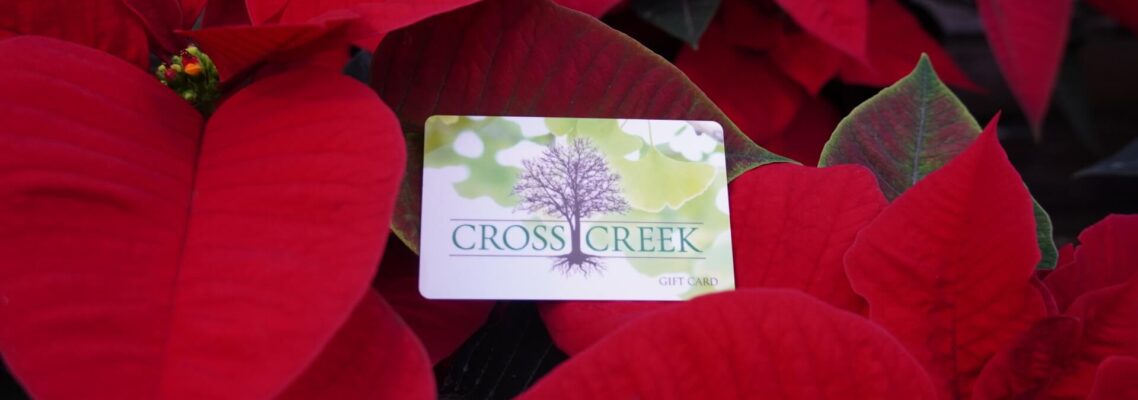 CC Gift Card