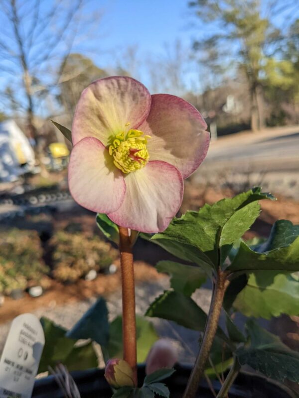 blush pink bloom