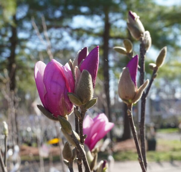 jane magnolia