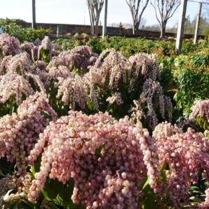 bundles of pink flowers