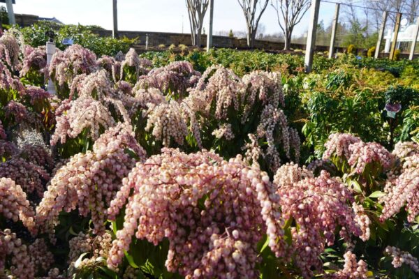 bundles of pink flowers