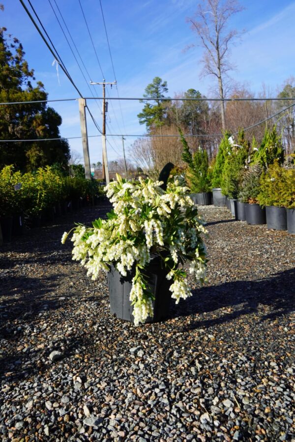 bundles of white flowers