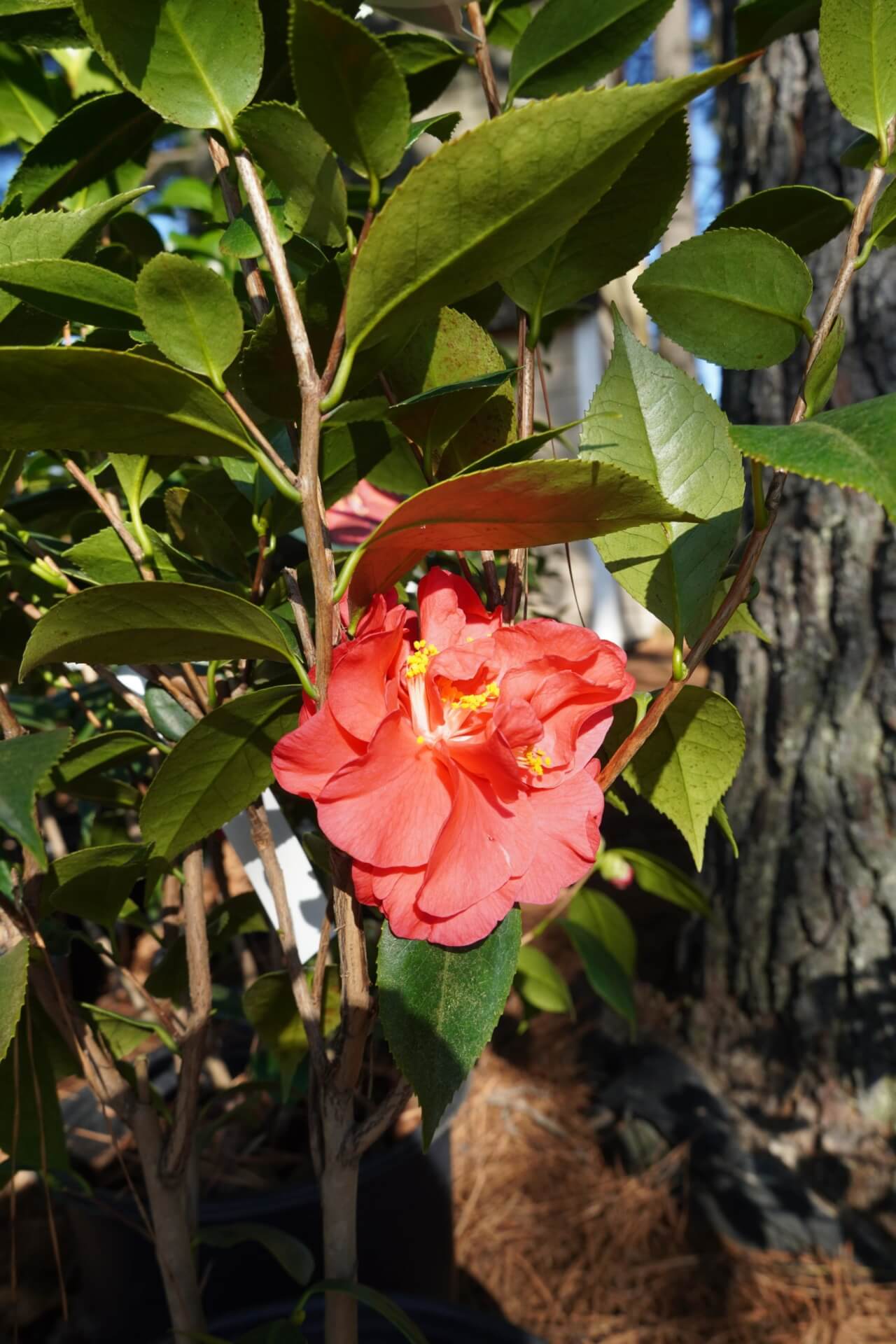 camellia lady laura