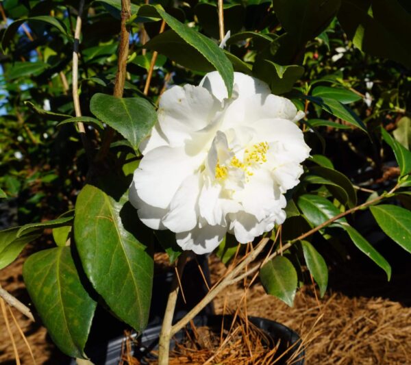 large white ruffled bloom