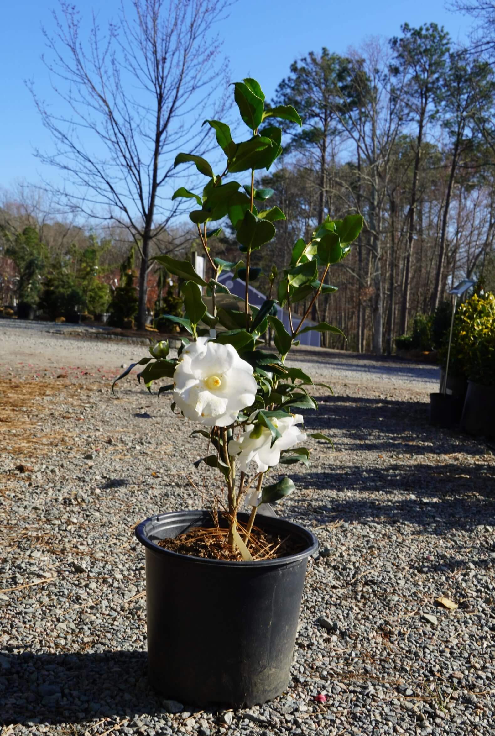 white flower with yellow centers