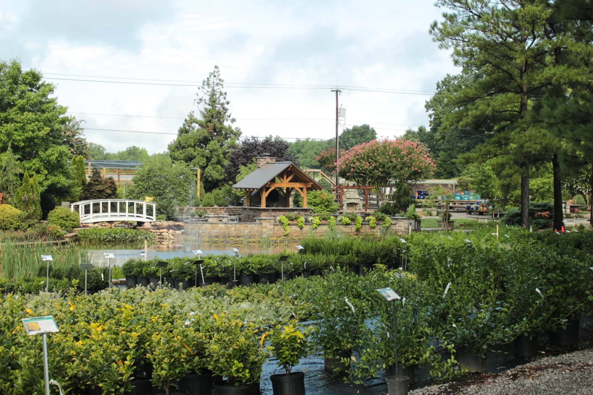 a view of our foundation shrubs and patio