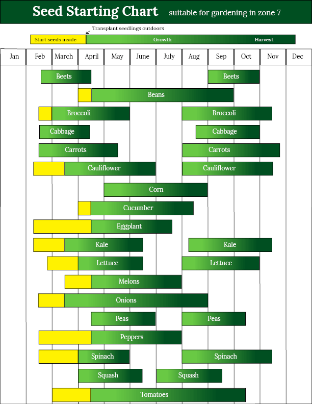 a chart to indicate when to start seeds inside, when to transplant them outside, and when to harvest