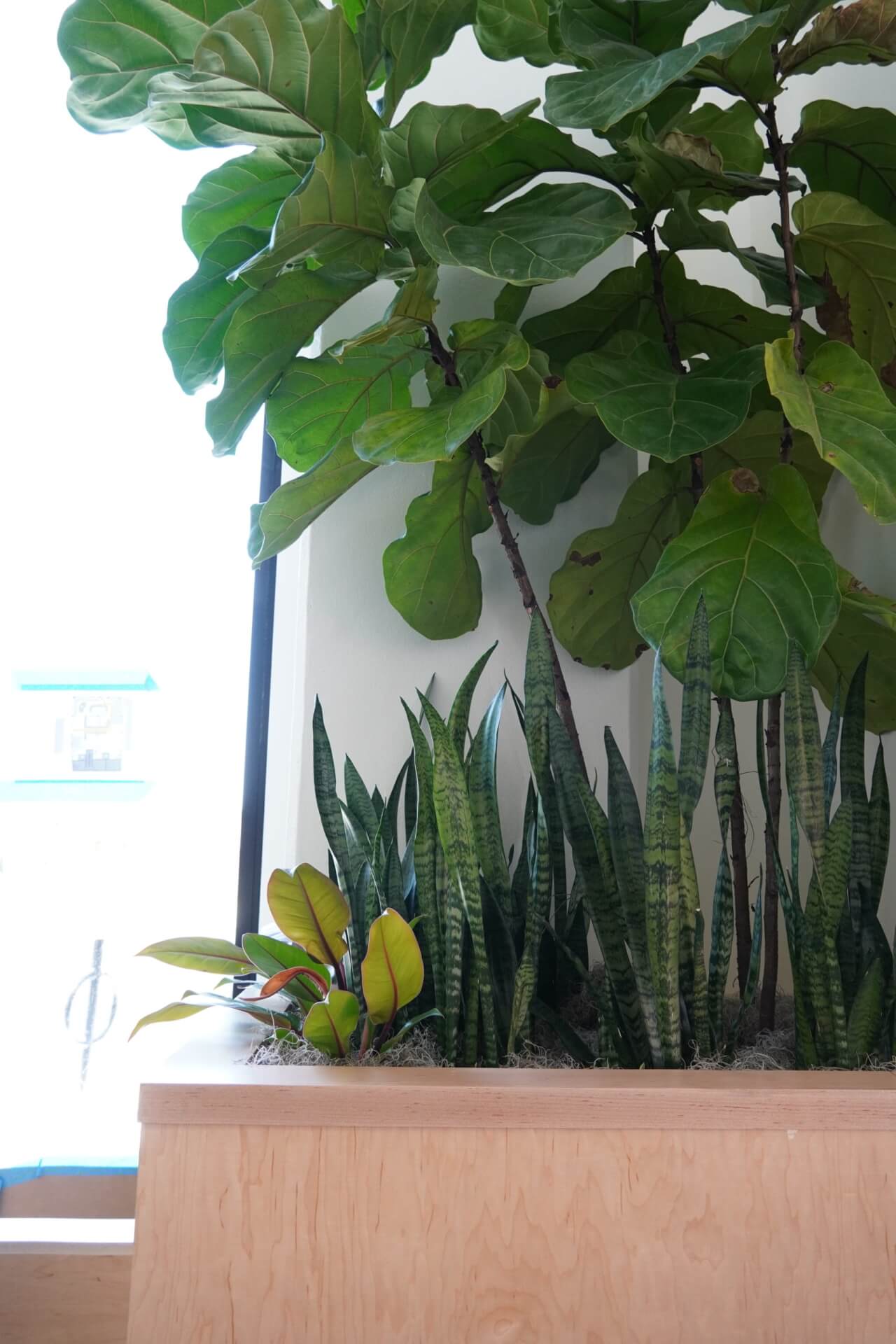 plants at hatch local