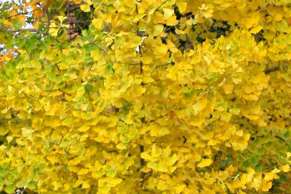 princeton sentry ginkgo in autumn