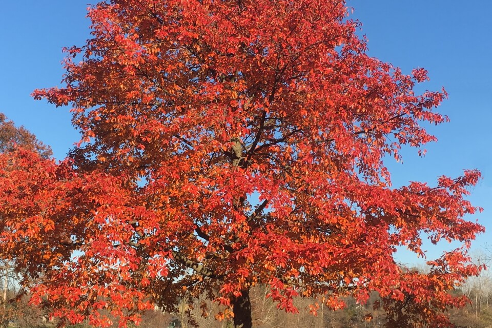 Nyssa sylvatica 'Northern Splendor'