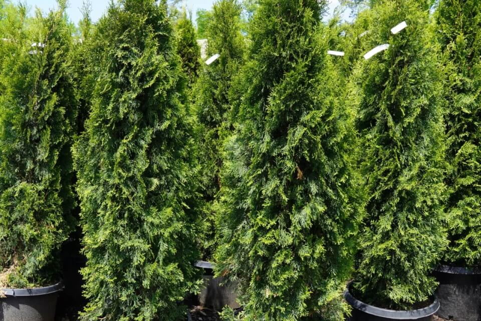  arborvitaes 'emerald green'