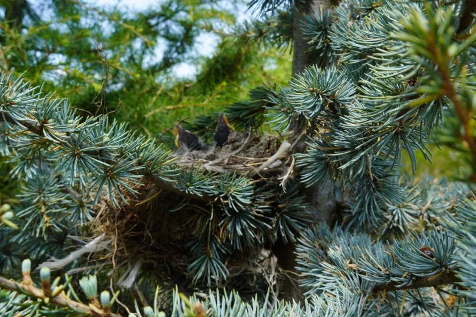 baby birds in a cedar tree