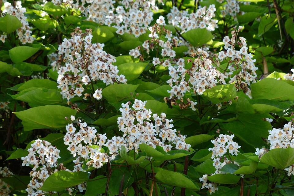 catalpa tree blooms