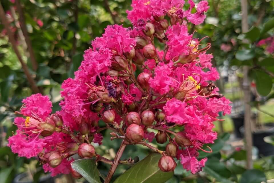 tuscarora crape myrtle