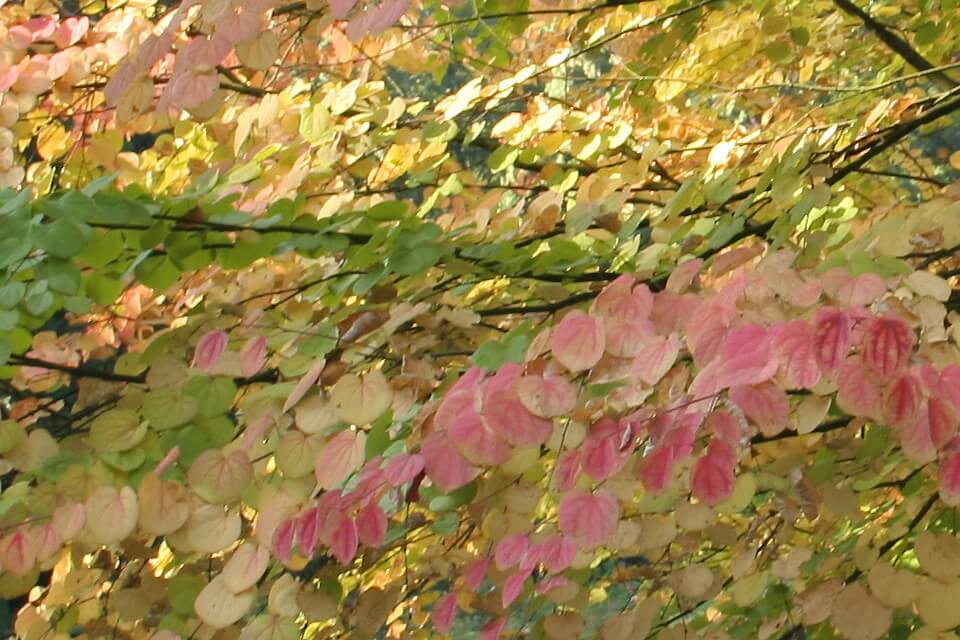 katsura leaves in autumn