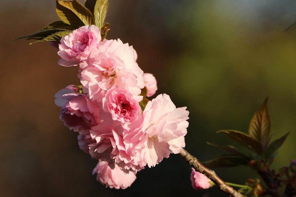 kwanzan cherry blossoms