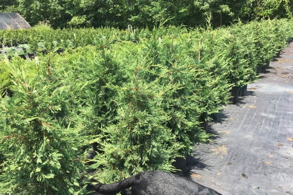 leyland cypress