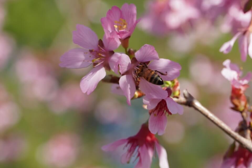 honeybee on okame cherry blossom