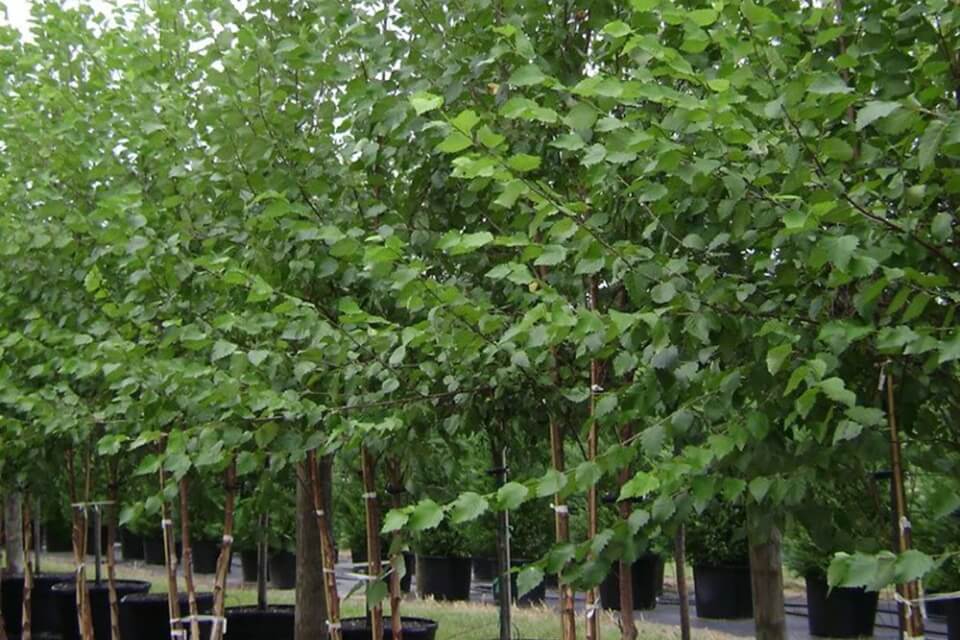 river birch trees