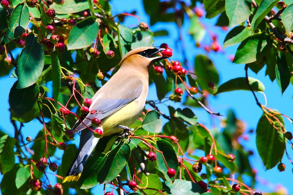 cedar waxwing in serviceberry tree