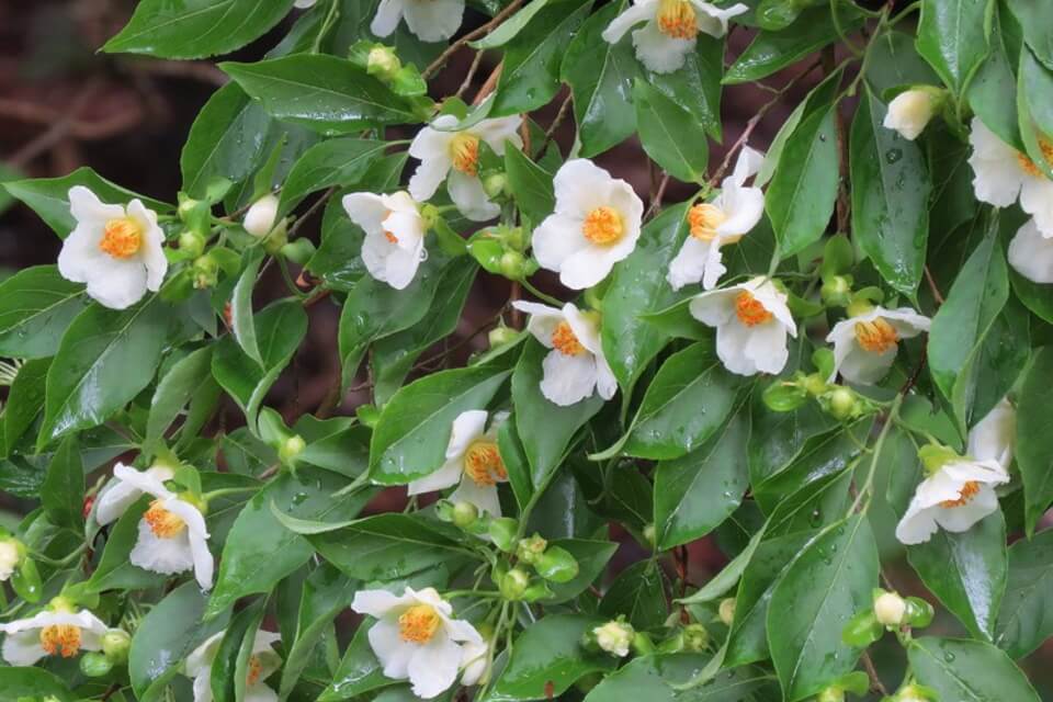Stewartia pseudocamellia blooms