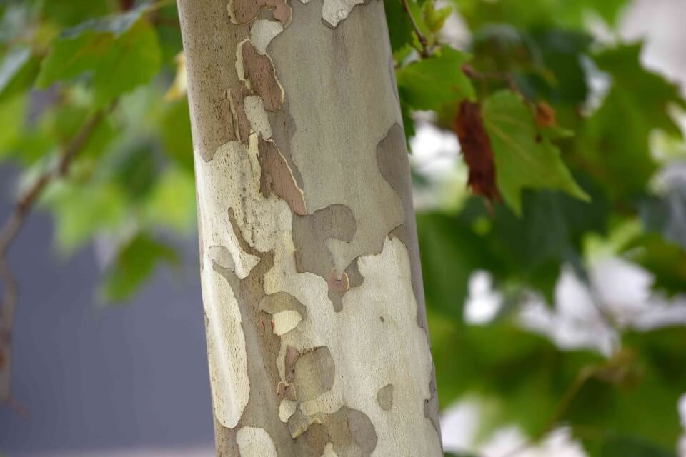 trunk of a sycamore tree