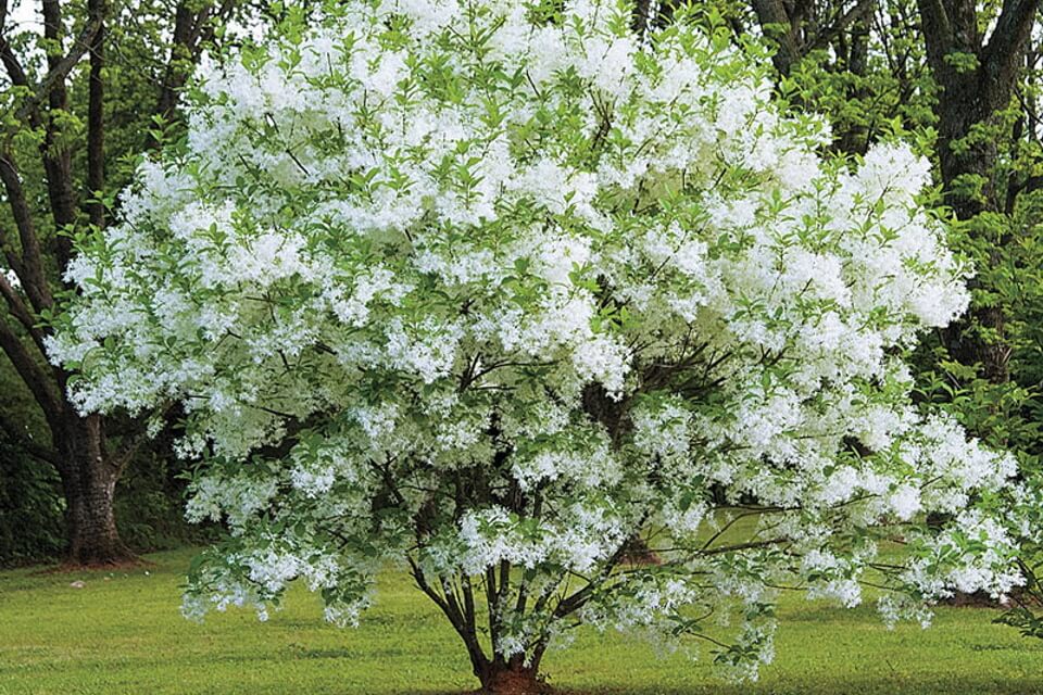 virginia fringe tree