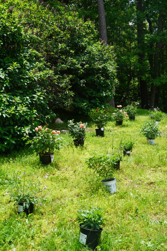 potted perennial plants arranged on the ground to visualize the completed garden