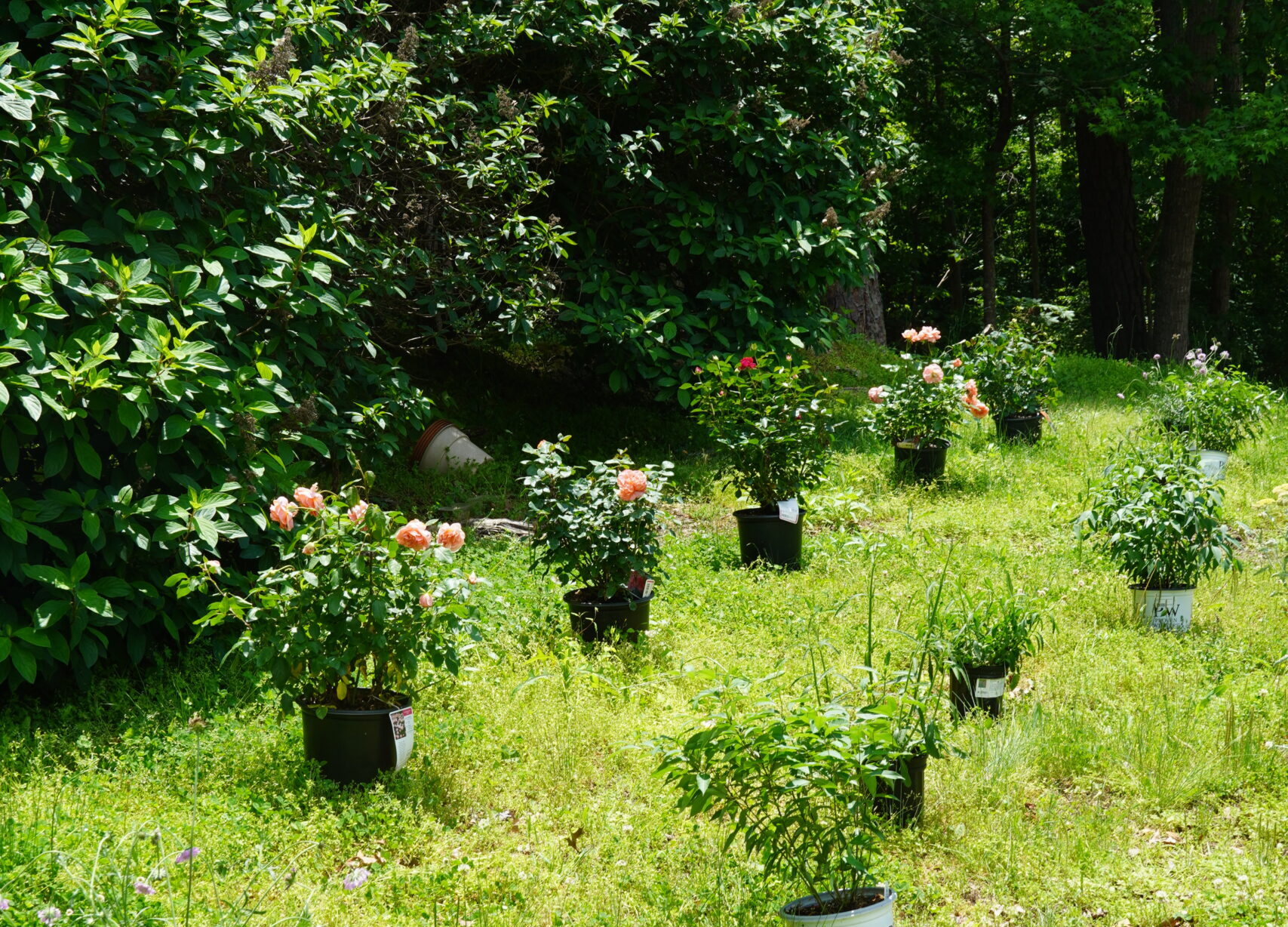 potted perennial plants arranged on the ground to visualize the completed garden