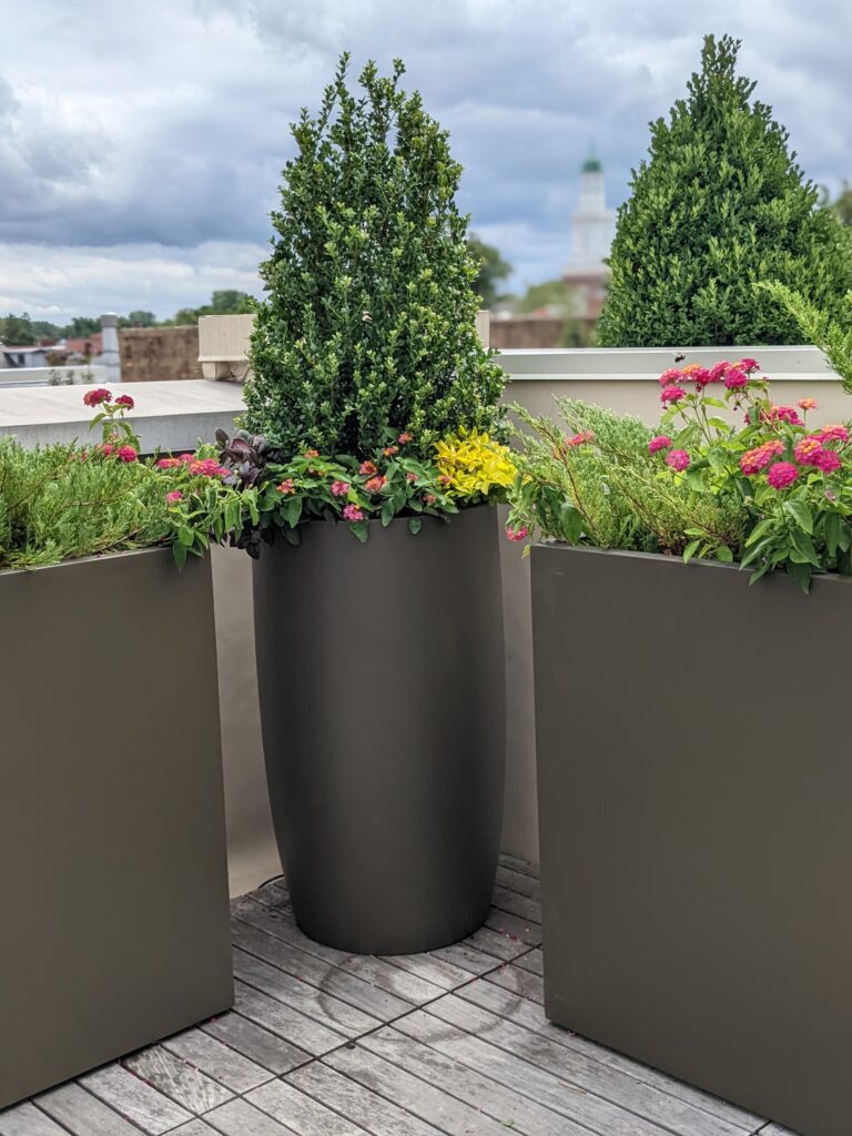 dark gray pots with evergreen plants and summer annuals