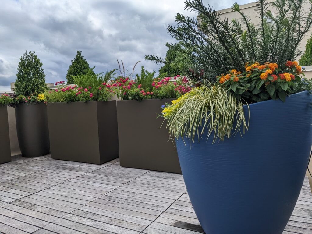 outdoor plant pots with a yew and summer annuals