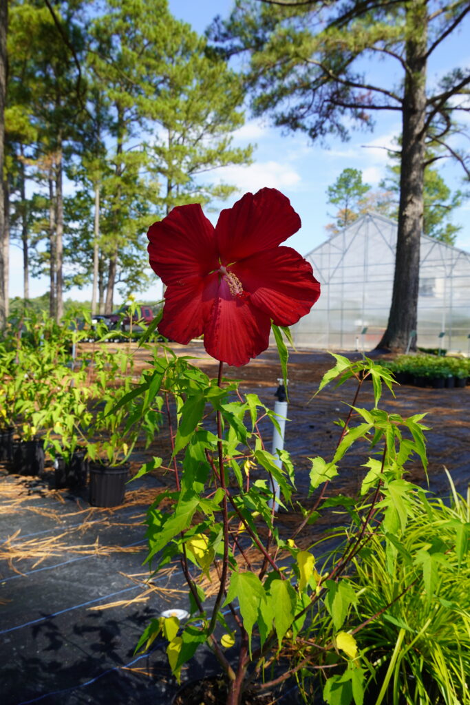 a red perennial hibiscus bloom