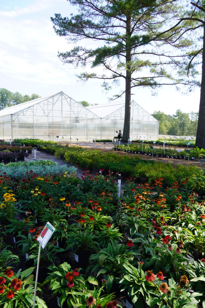 a view of the greenhouse overlooking the perennials section