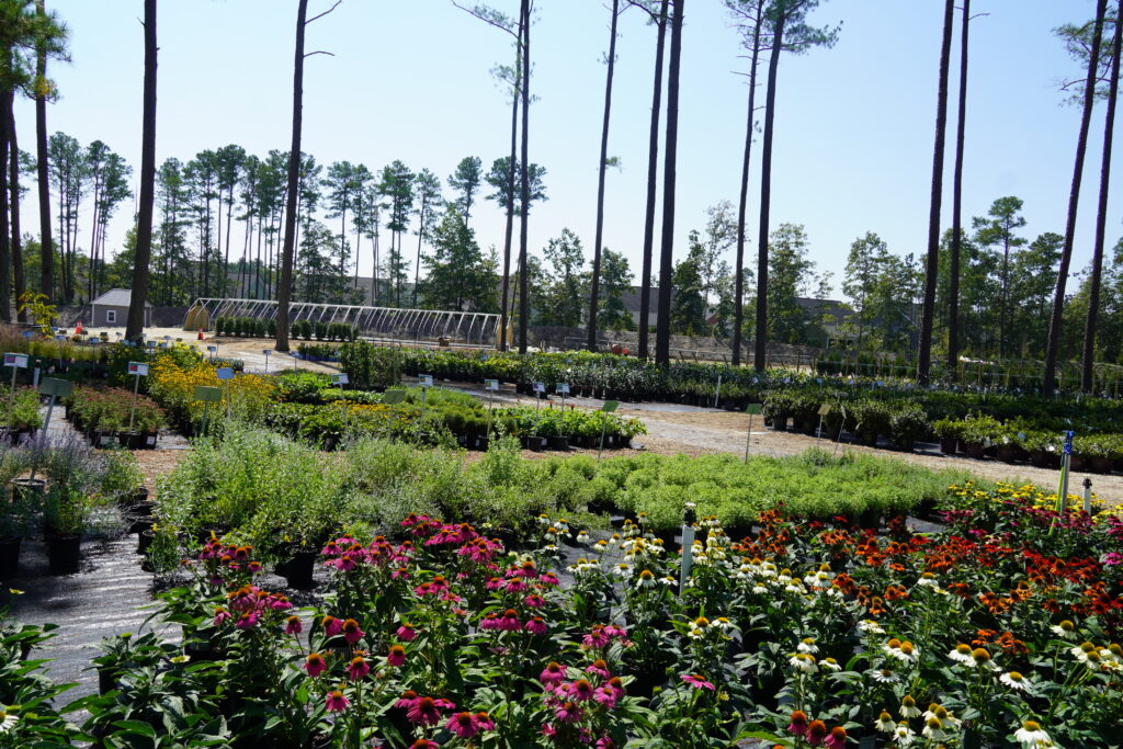 perennials with shrubs in the background