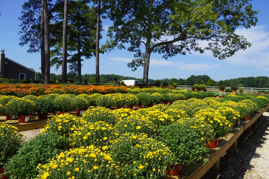 fall mums blooming in yellow and orange