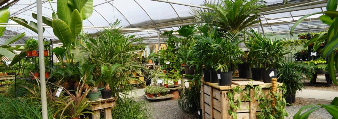 tropical plants in the greenhouse