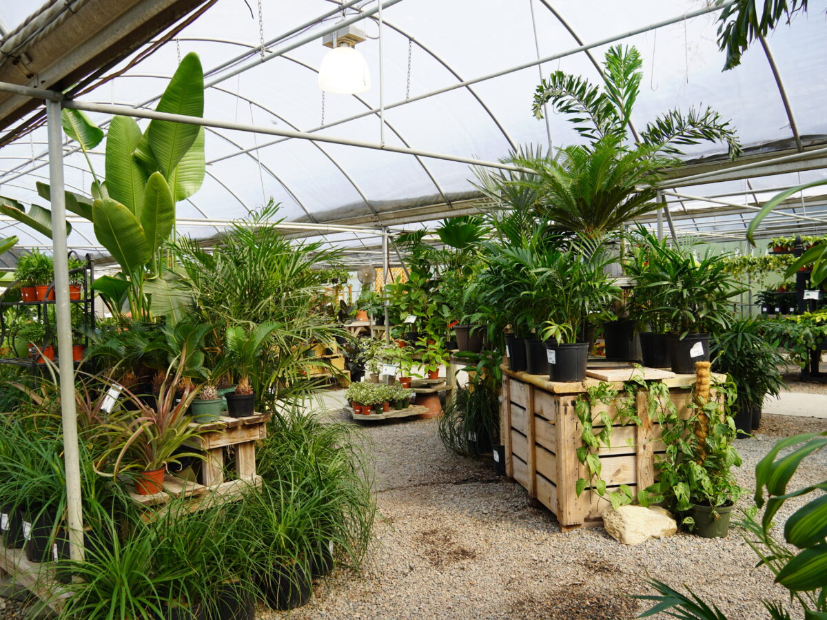 tropical plants in the greenhouse