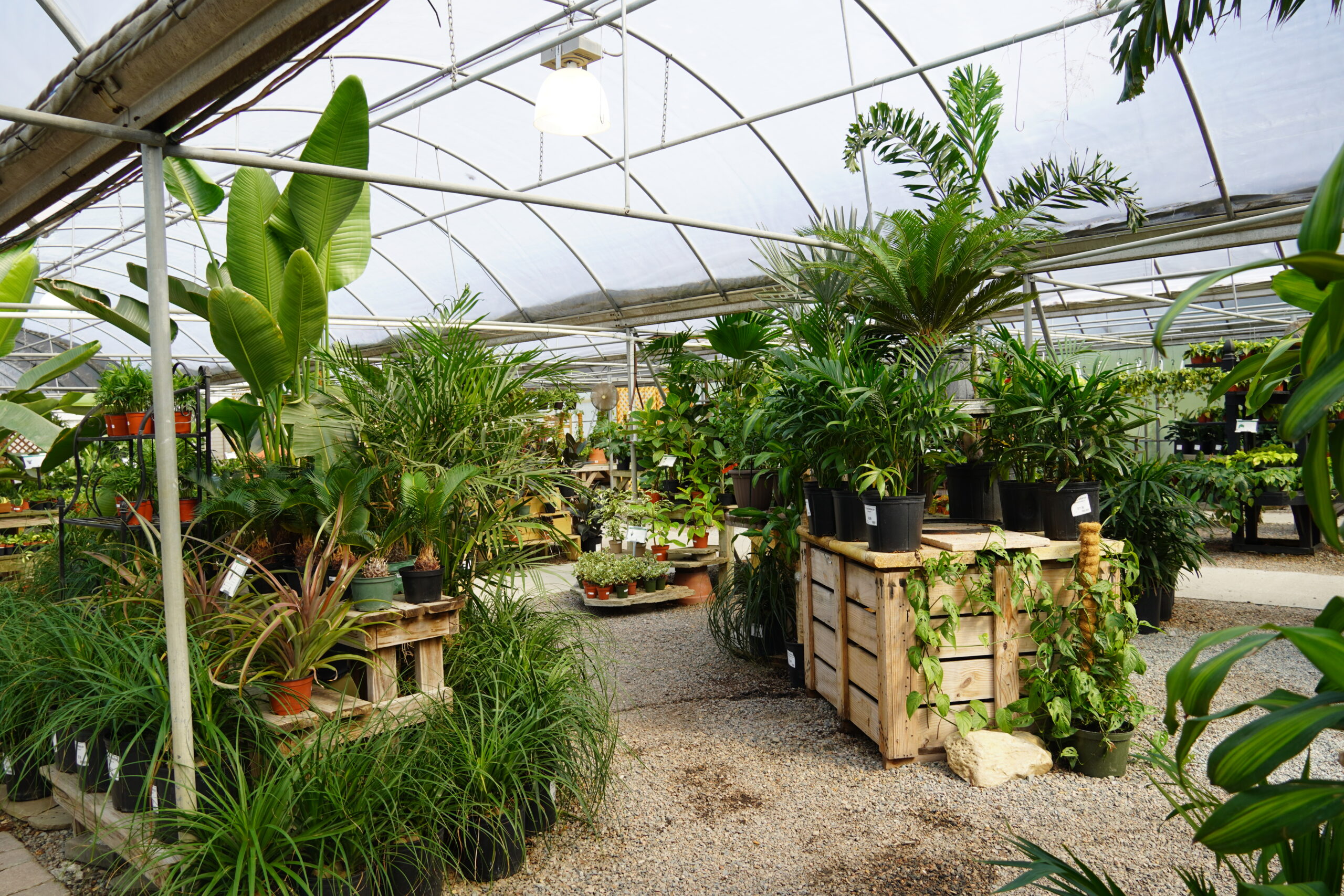 tropical plants in the greenhouse