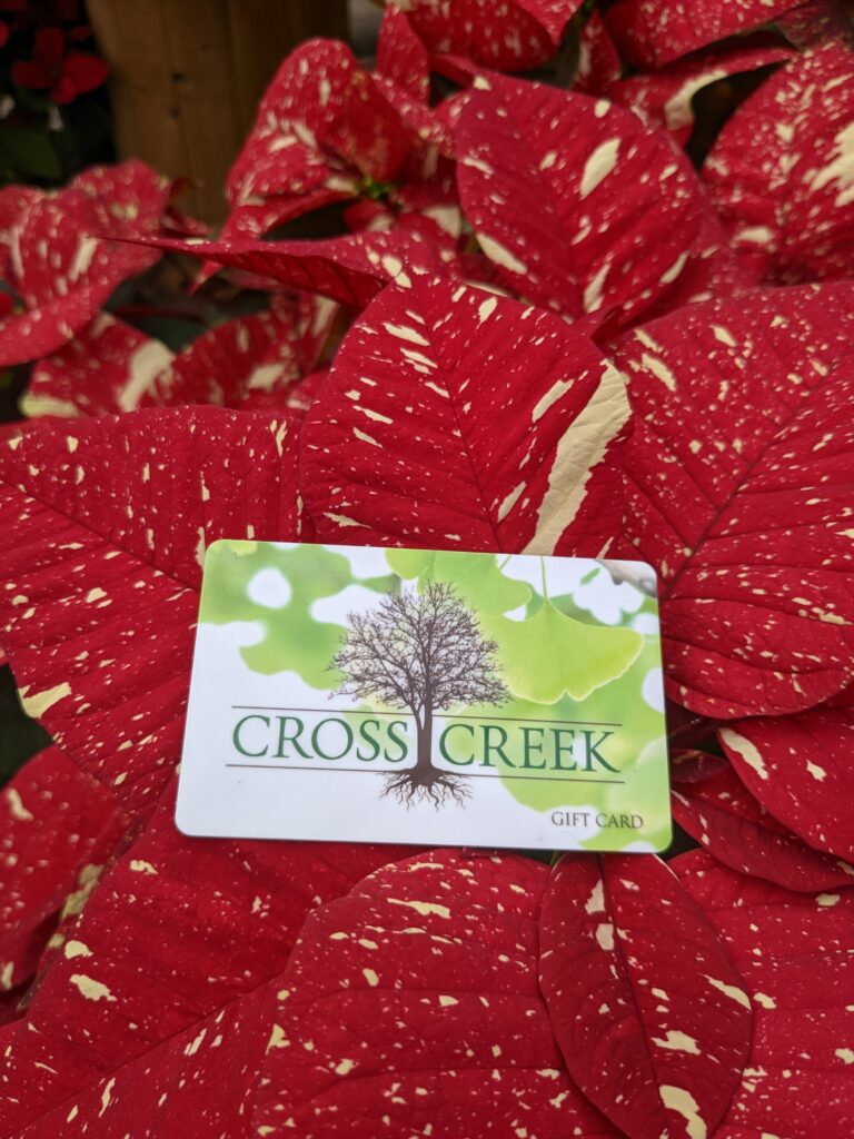 green and white gift card on variegated red and white poinsettias