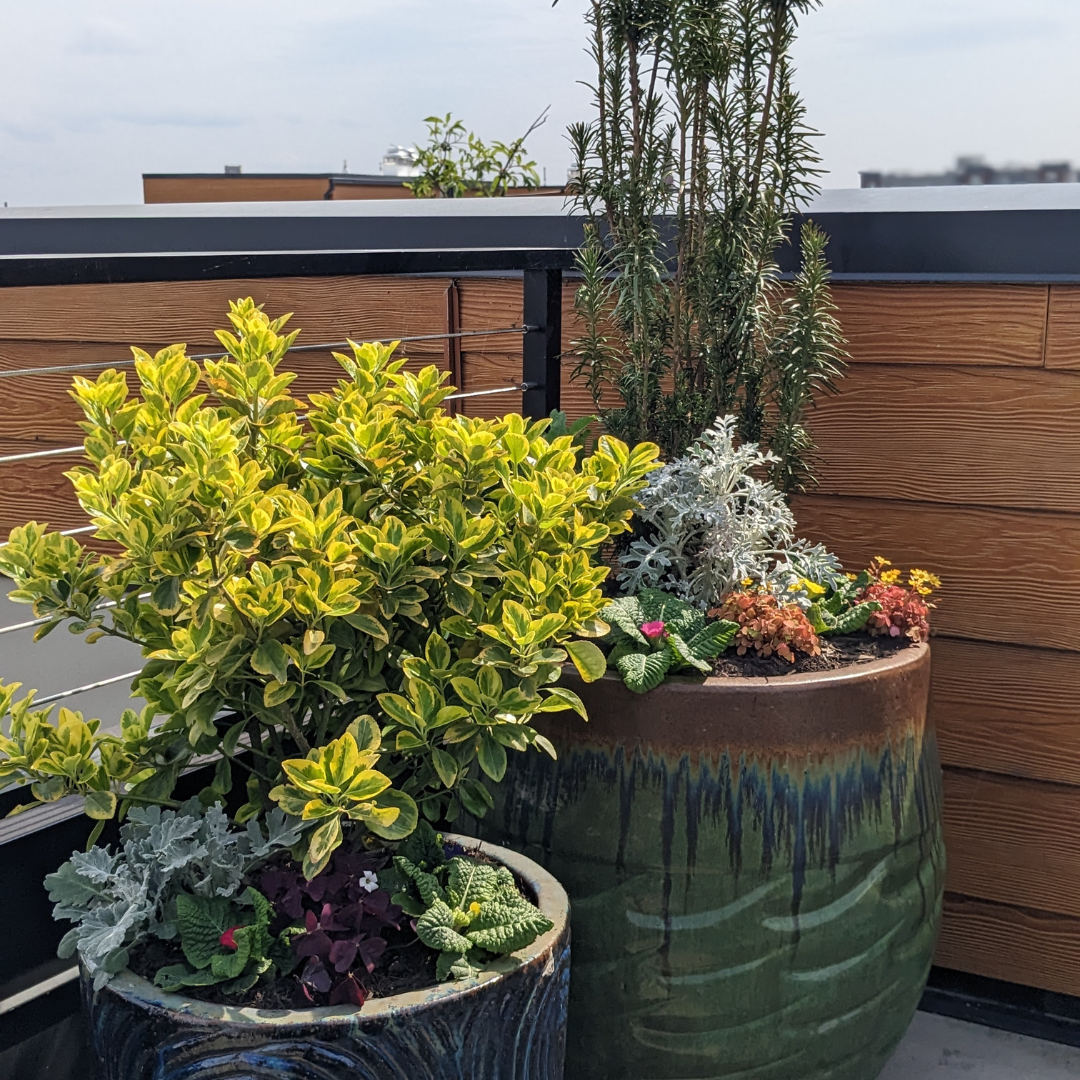 Rooftop planters done by our interiorscapes department