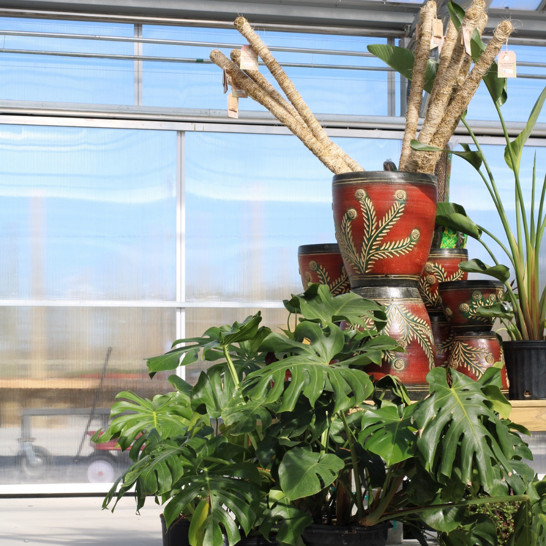 tropicals in the greenhouse of west end